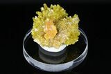 Yellow-Orange Pyromorphite Crystals - Bunker Hill Mine, Idaho #175883-1